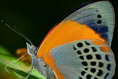 papillon jigsaw puzzle