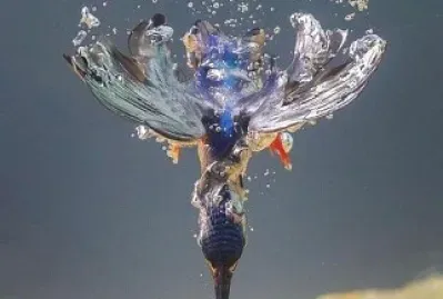 oiseau jigsaw puzzle