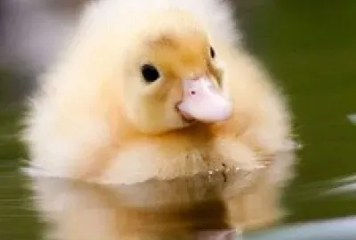 פאזל של pollito