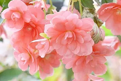 imagem jigsaw puzzle