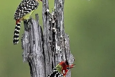 oiseau