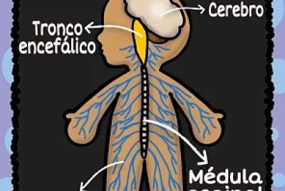 Sistema Nervioso