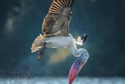 oiseau jigsaw puzzle