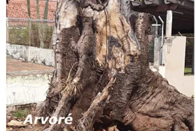 Arvoré