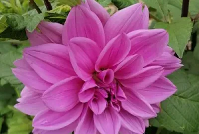 Dahlia mauve