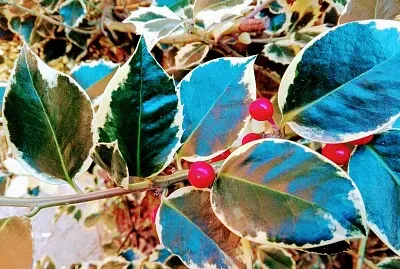 NATURALEZA