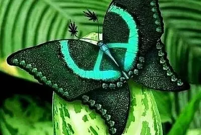 papillon jigsaw puzzle