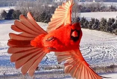oiseau