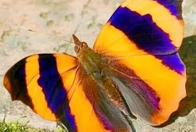 papillon
