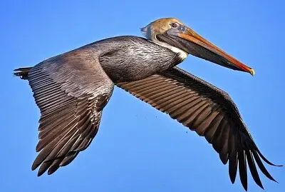 oiseau
