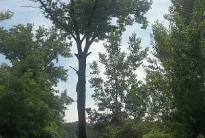 che albero