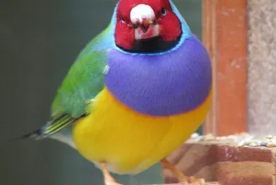 Oiseau Terra botanica