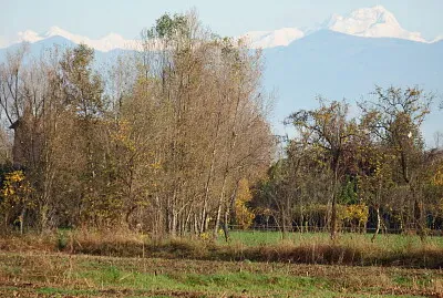 che boscaglia