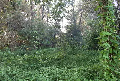 che jungla