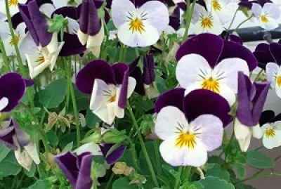 amnon vetamar jigsaw puzzle