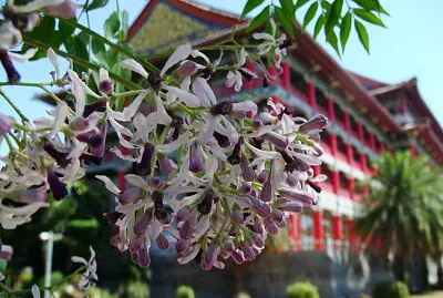 苦棟花