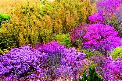 風景 jigsaw puzzle