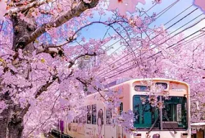 Cerezos en flor-Kioto(Japón)