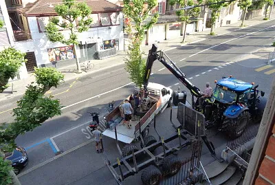 Neuchâtel arrivée nouvel arbre