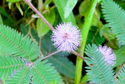 NATURALEZA
