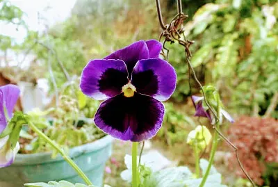 FLORES jigsaw puzzle