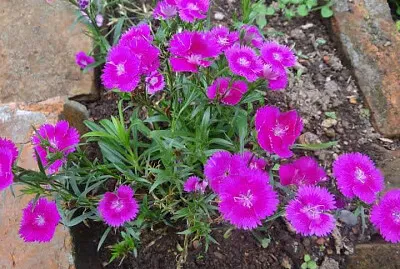 FLORES jigsaw puzzle