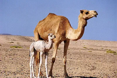 פאזל של Puzzle cammello