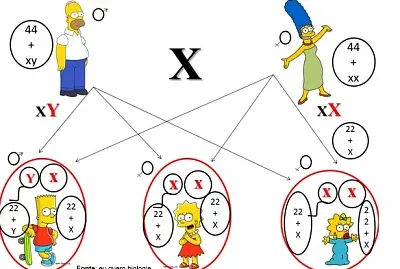 Os Simpson e os cromossomos sexuais