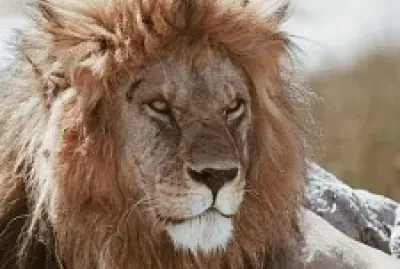 פאזל של animal