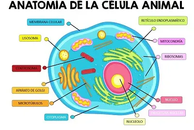 El cuerpo humano es maravilloso
