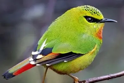 oiseau
