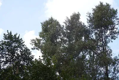 chioma degli alberi