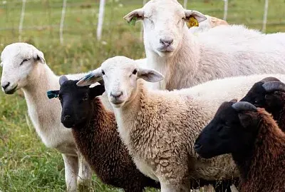 Sheep and goat jigsaw puzzle