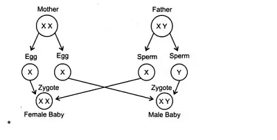 determination jigsaw puzzle