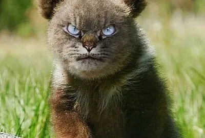 Annoyance jigsaw puzzle