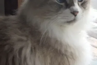 可愛い猫