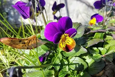 FLORES jigsaw puzzle