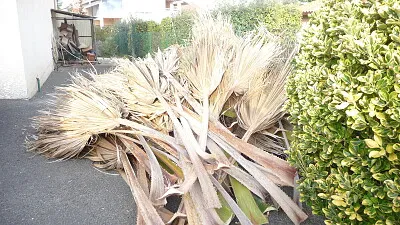 פאזל של feuilles palmier