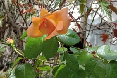 Flores jigsaw puzzle