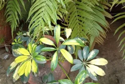 Flores jigsaw puzzle