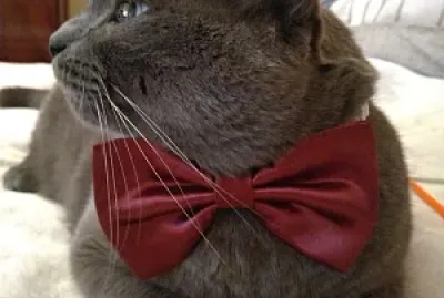 Chubby2 jigsaw puzzle