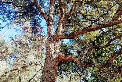 ARBOL jigsaw puzzle