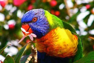 Lorikeet