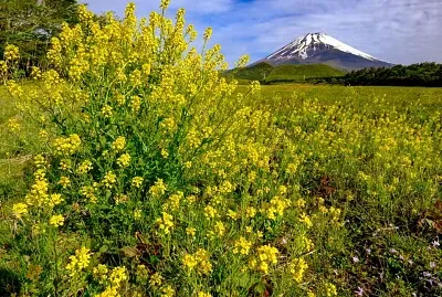 imagem jigsaw puzzle