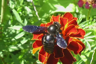 abeille charpentière