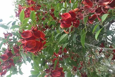 Flores -Ceibo-
