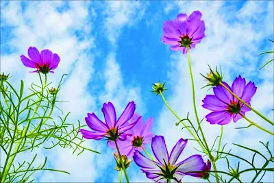 花賞 jigsaw puzzle