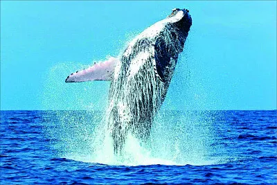 海底生物