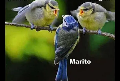 3/02/22 IL TARTASSATO