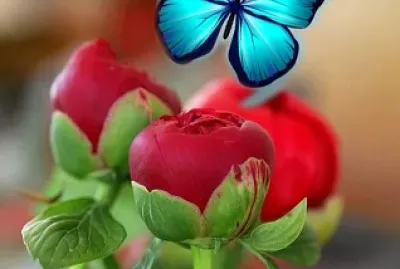 פאזל של belleza